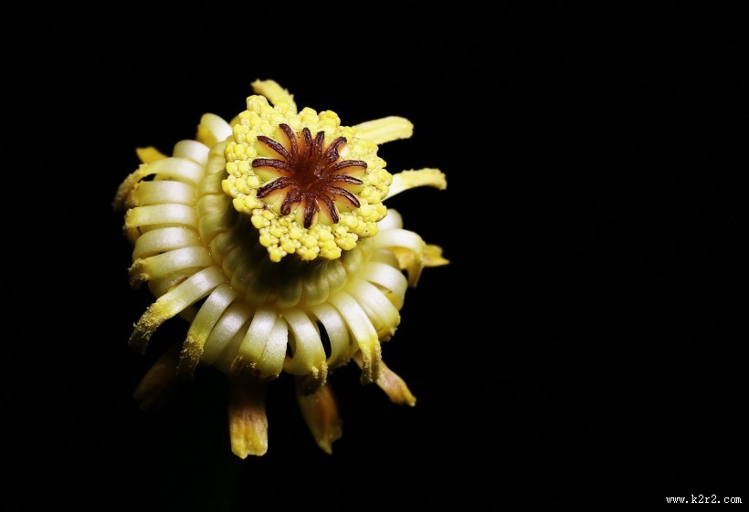 萍蓬草花图片大全