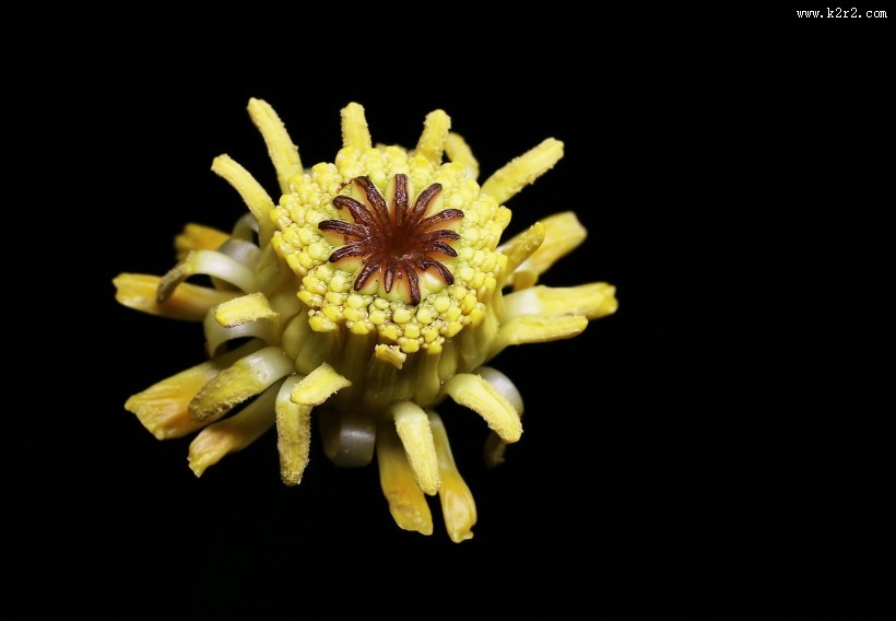 萍蓬草花图片大全