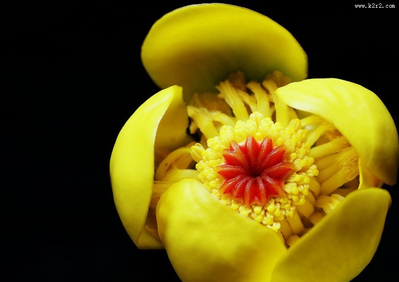 萍蓬草花图片大全