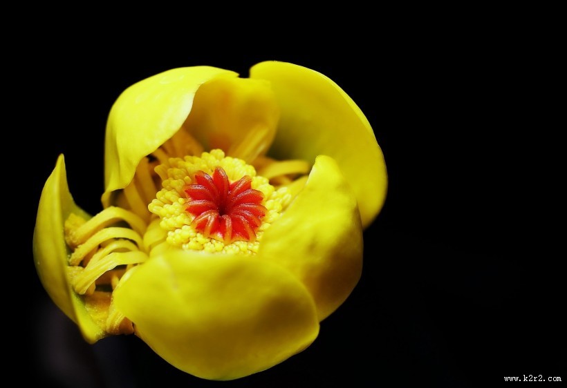 萍蓬草花图片大全