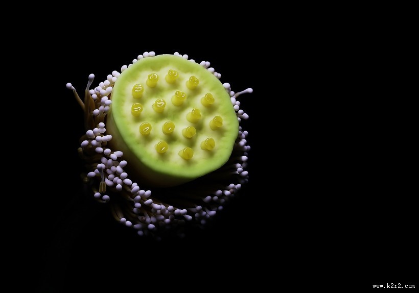 萍蓬草花图片大全