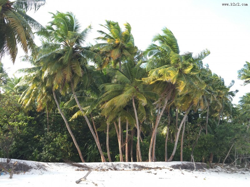 高大的椰树图片