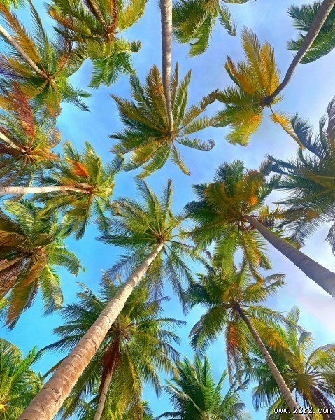高大的椰树图片