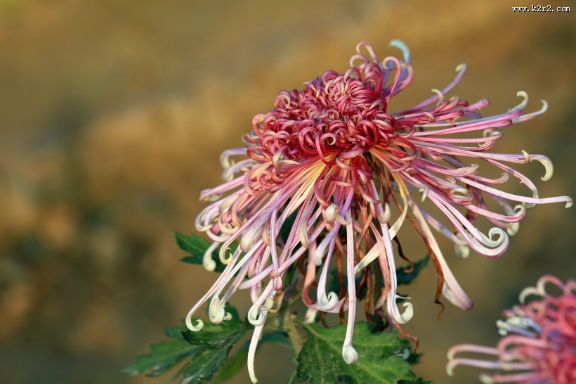 怒放的菊花图片