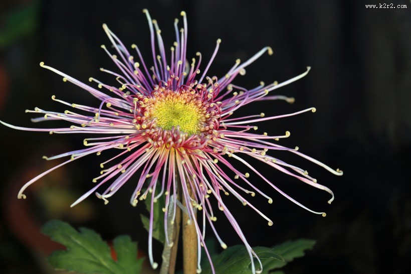 怒放的菊花图片