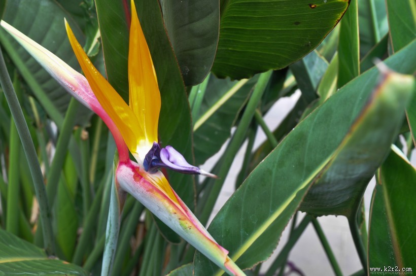 美丽的天堂花图片