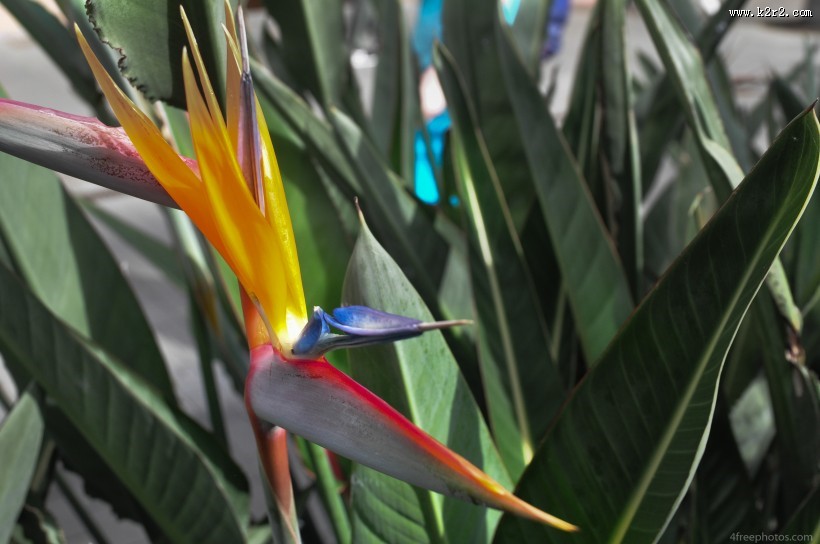 美丽的天堂花图片