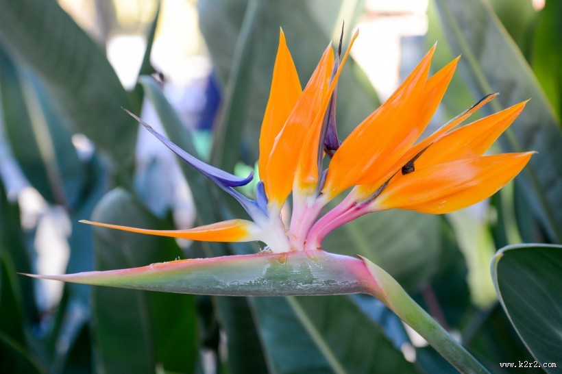 美丽的天堂花图片