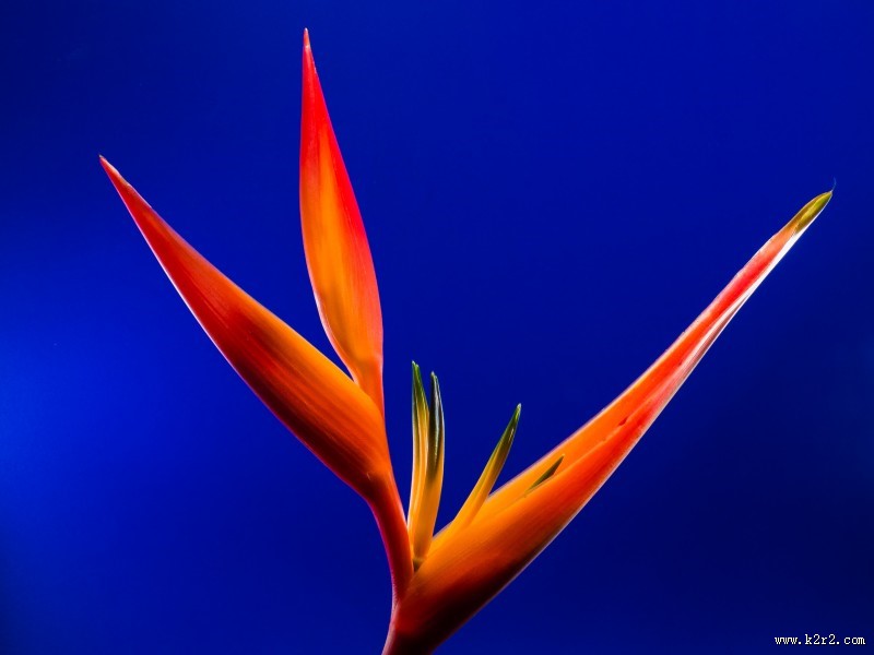 美丽的天堂花图片