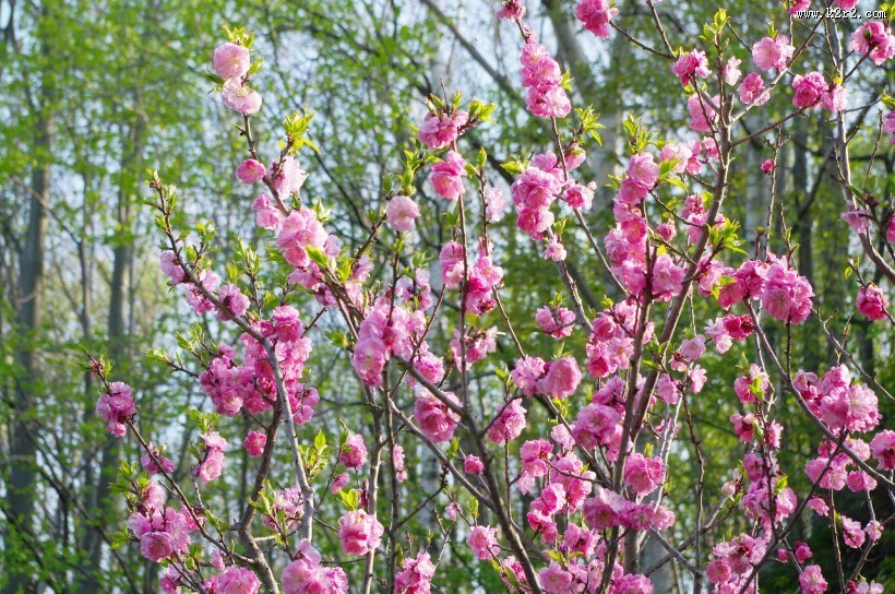 梅花树枝上粉红色的梅花图片