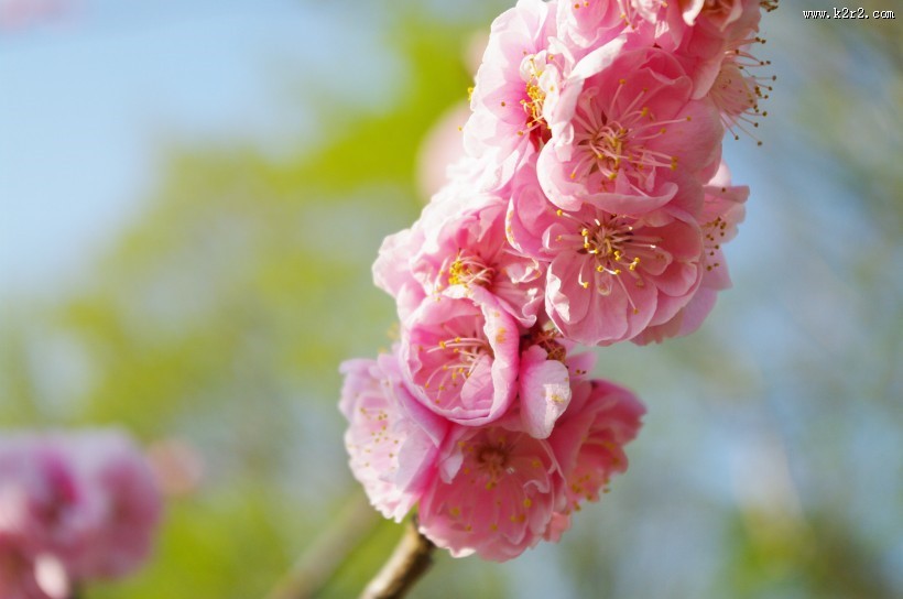 梅花树枝上粉红色的梅花图片