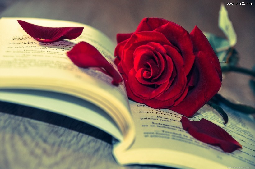 英语书上的红色玫瑰花图片