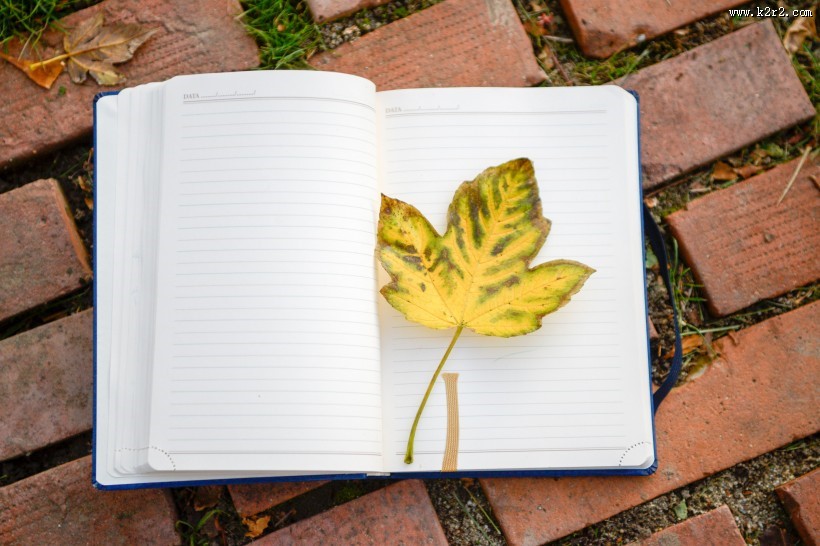 笔记本上的一片枫叶图片