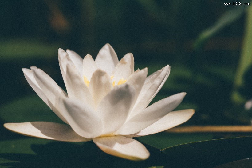 淡雅清新的莲花图片