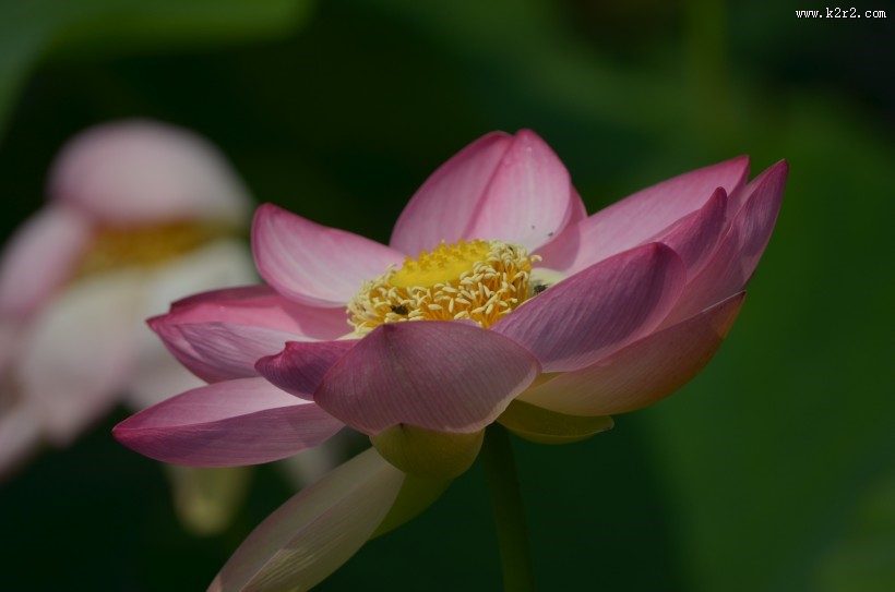 淡雅清新的莲花图片