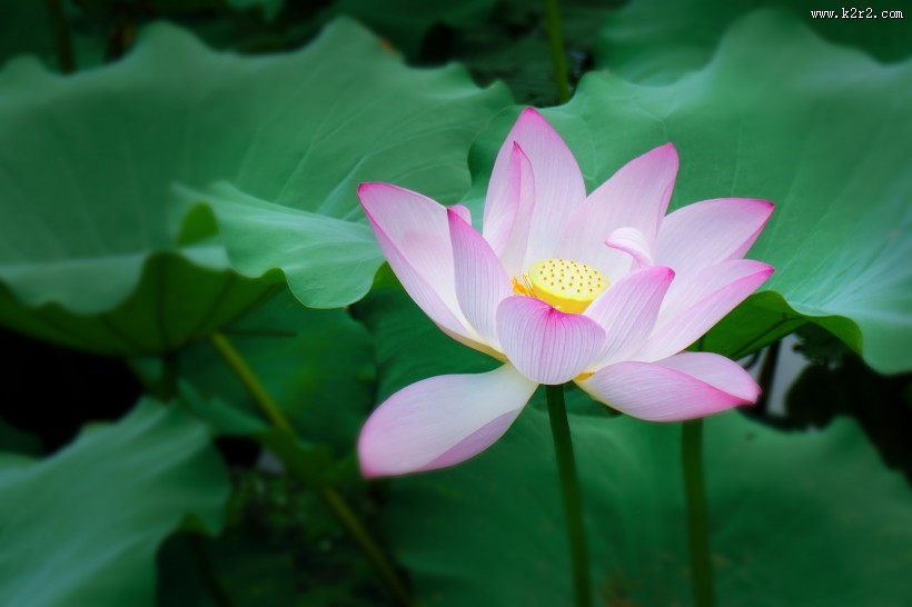 淡雅清新的莲花图片