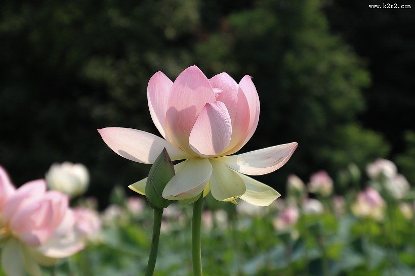 淡雅清新的莲花图片