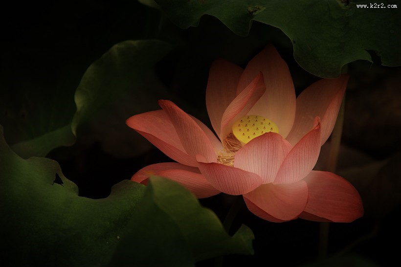 淡雅清新的莲花图片