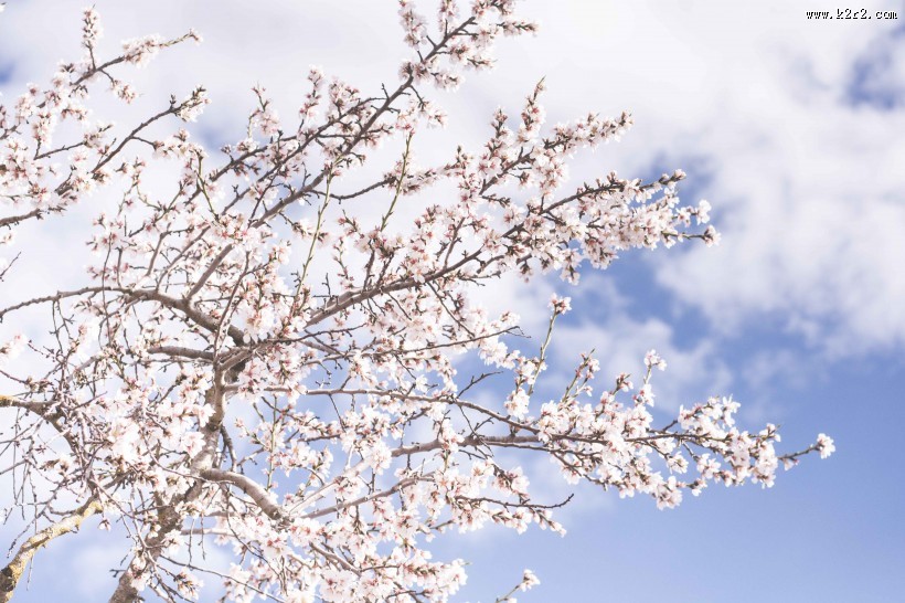 树枝上美丽的樱花图片