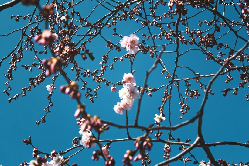 树枝上美丽的樱花图片