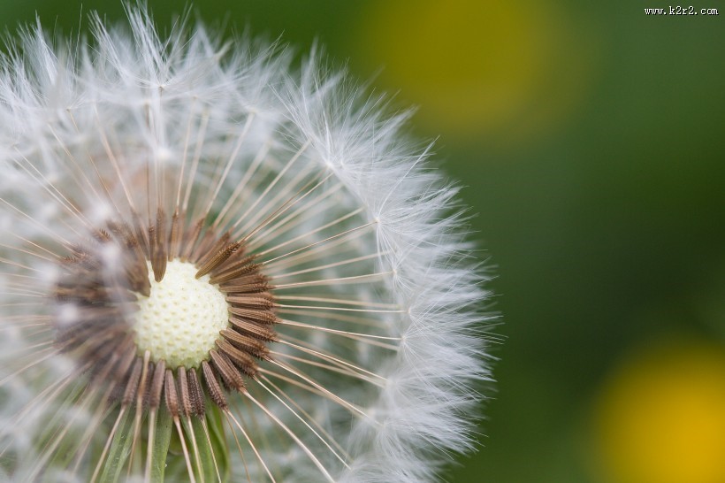 白色的蒲公英图片