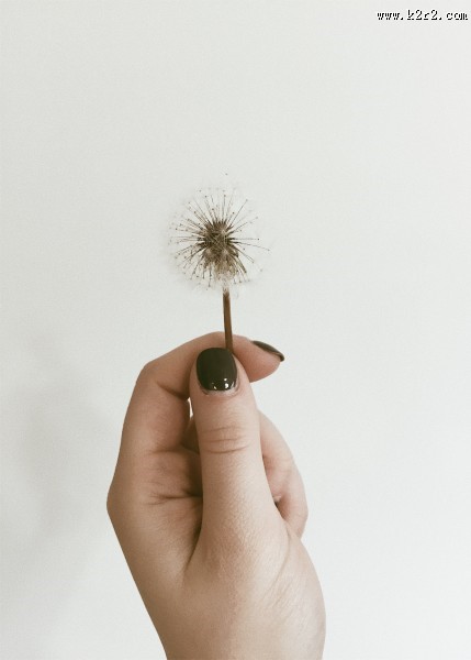 白色的蒲公英图片