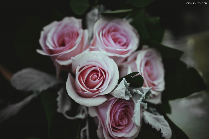 象征美丽爱情的玫瑰图片