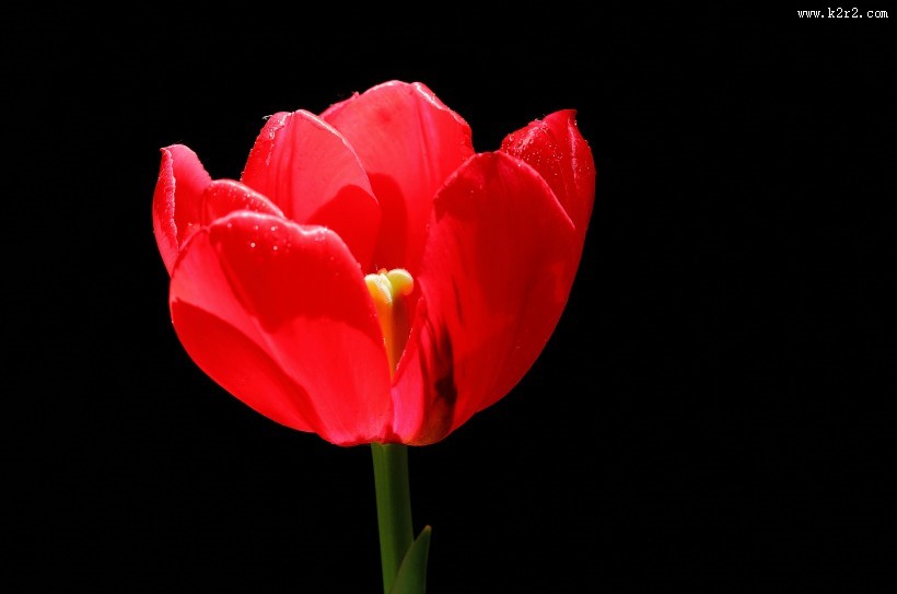 郁金香图片