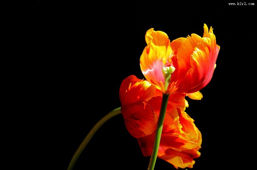 郁金香图片