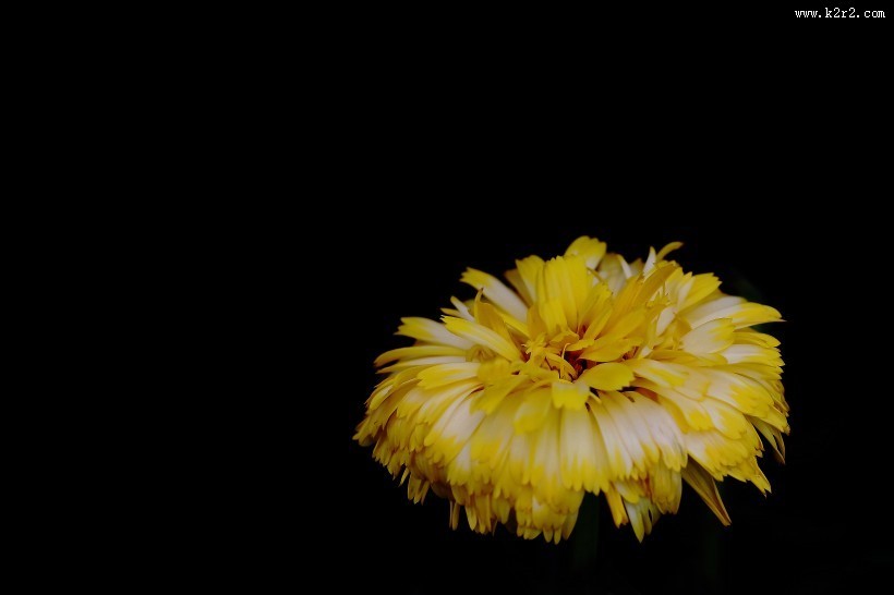 黄色的小菊花图片大全