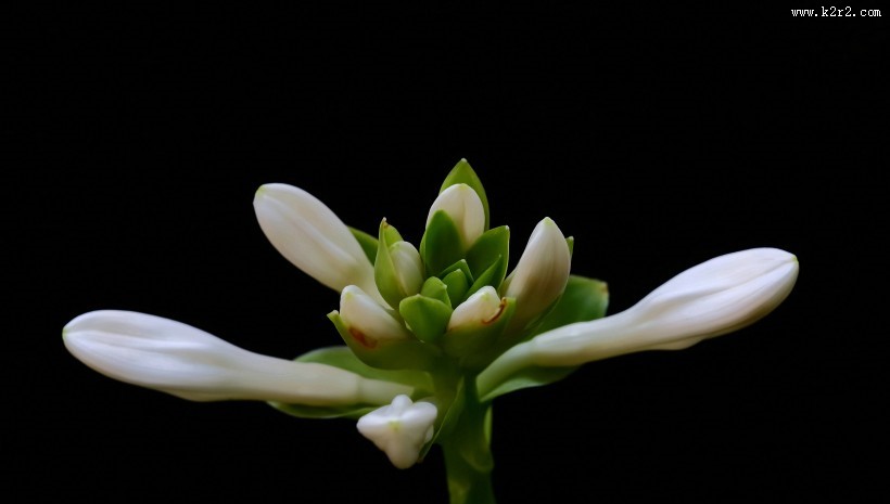 白玉簪图片大全