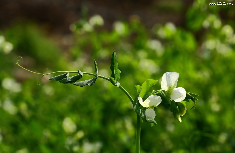 豌豆花图片大全