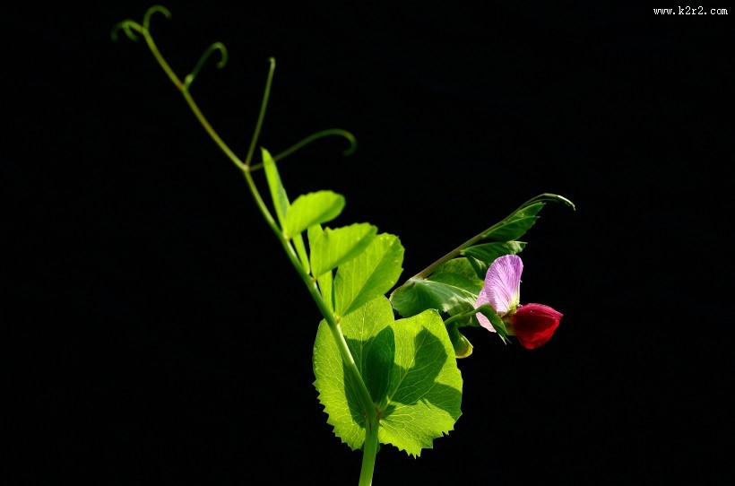 豌豆花图片大全