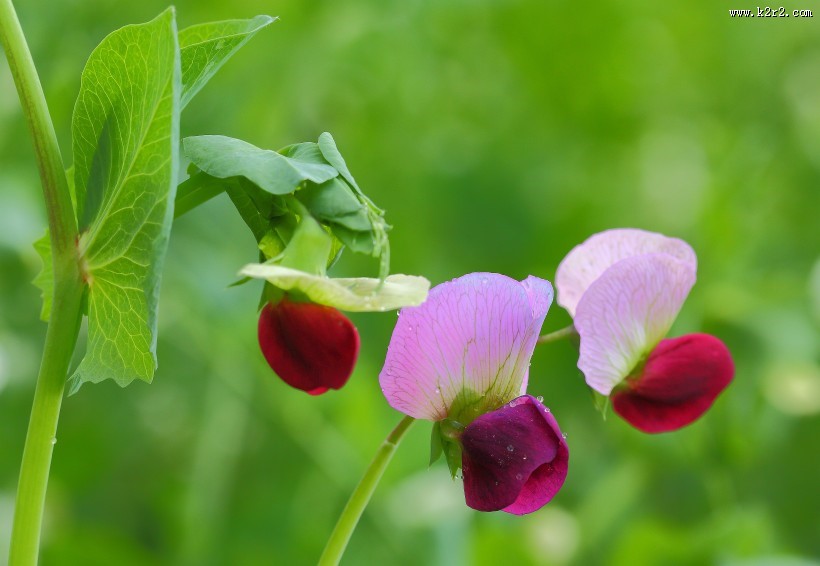 豌豆花图片大全