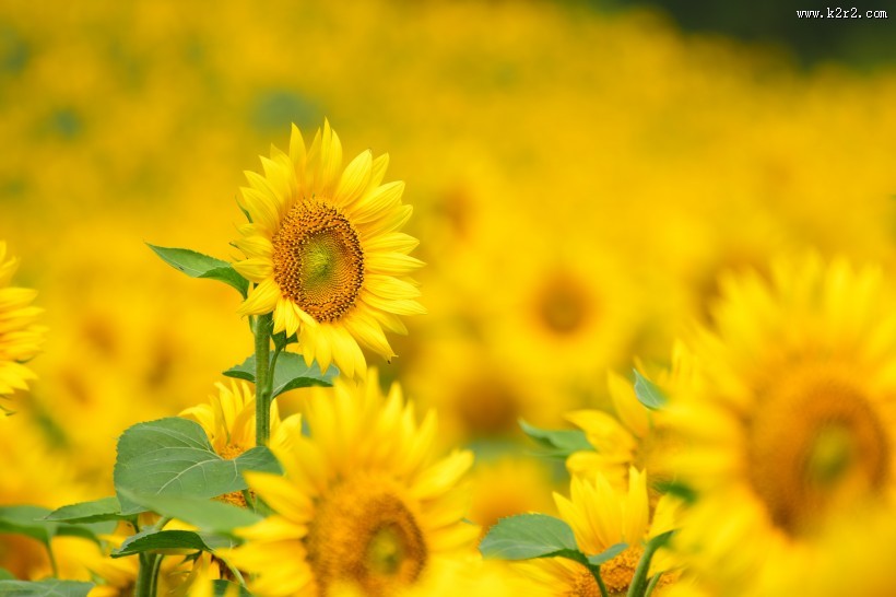 生机勃勃的向日葵图片大全