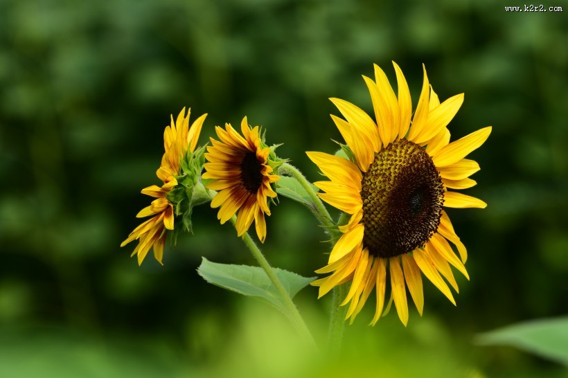生机勃勃的向日葵图片大全