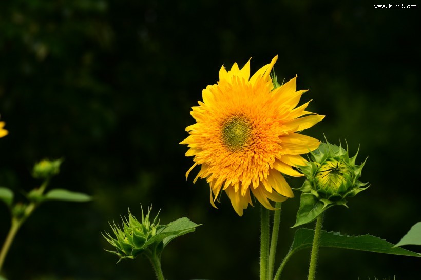 生机勃勃的向日葵图片大全