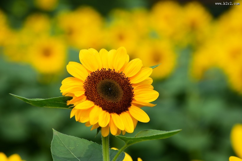 生机勃勃的向日葵图片大全