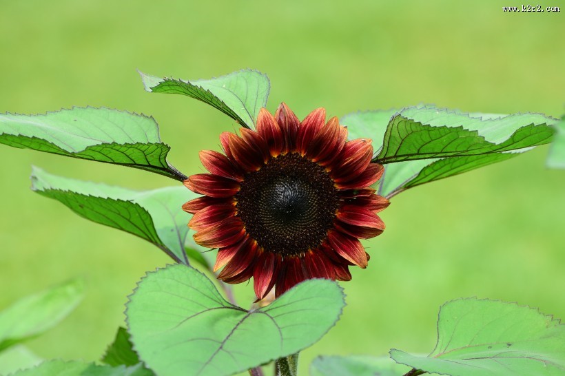 生机勃勃的向日葵图片大全