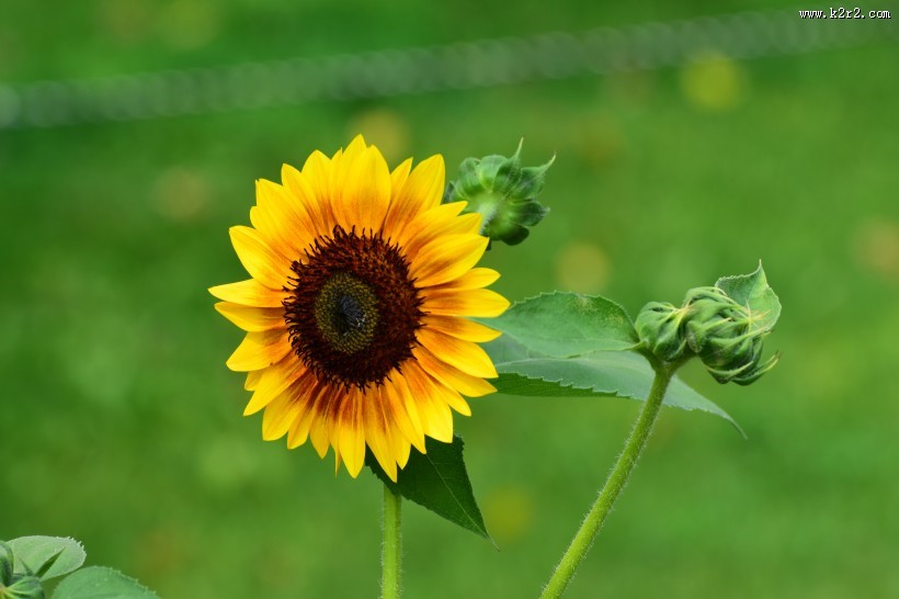 生机勃勃的向日葵图片大全