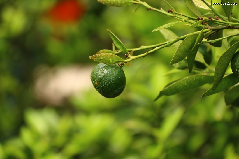 绿色的小清新柑橘树图片