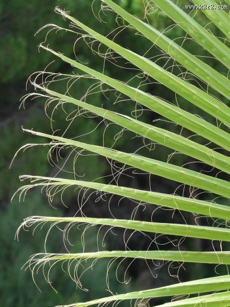 绿油油的棕榈叶图片