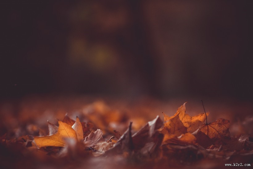 秋天的落叶图片大全
