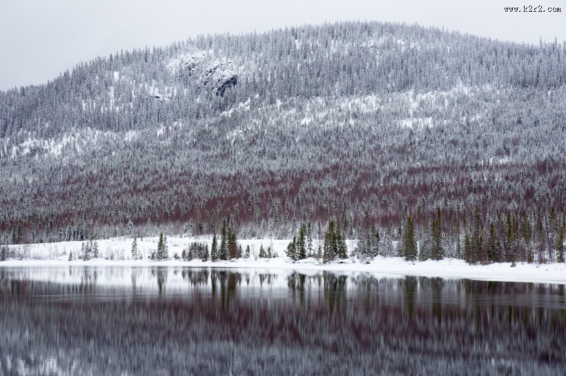 美丽的雪松图片