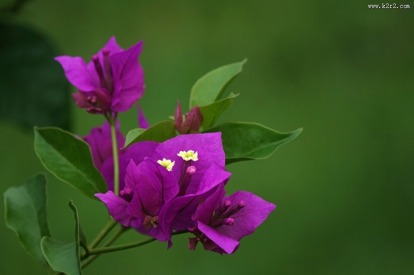 紫色的三角梅图片
