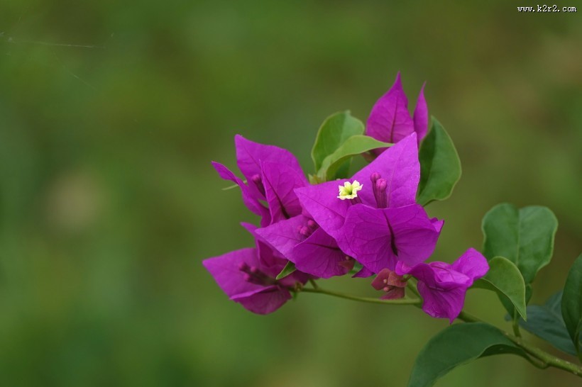 紫色的三角梅图片