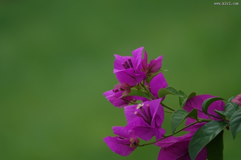 紫色的三角梅图片