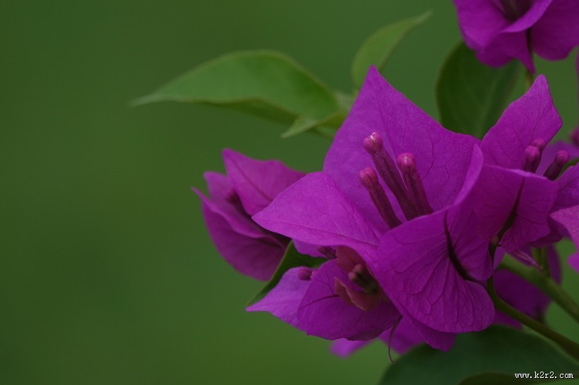 紫色的三角梅图片