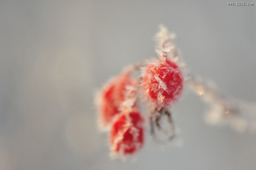 冬季挂霜红果图片