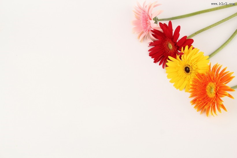 各种颜色的非洲菊图片大全